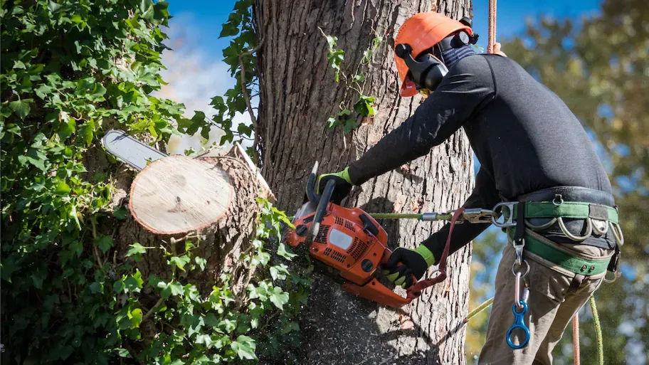 tree service in Williamson County, Tennessee; tree service in Belle Meade, tree service in Arrington, Tennessee; tree removal; tree removal estimates