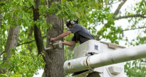 tree service in Franklin, TN; tree service in Spring Hill, Tennessee