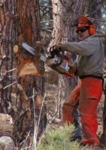 tree service in williamson county, tree service near me, tree service, tree removal near me, tree removal, tree removal estimates, tree service in nashville, tree service in spring hill