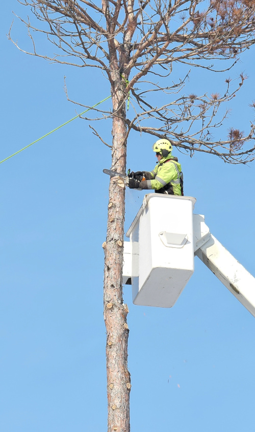 tree-removal; tree service and site work in middle tennessee