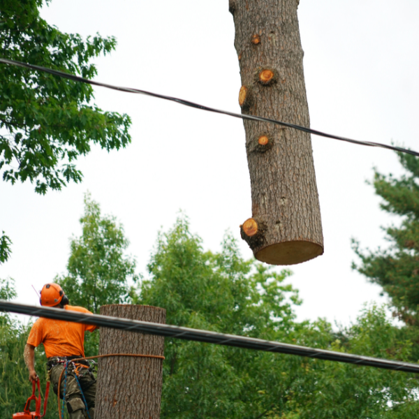 removal-tree-trunk; tree service in Brentwood, tree service in Nolensville, tree service near me, tree service, tree removal near me, tree removal, tree removal estimates