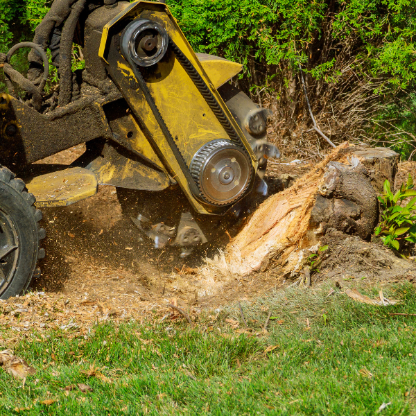 stump-grinding; removing stumps; stump grinding in Spring Hill, TN and surrounding areas