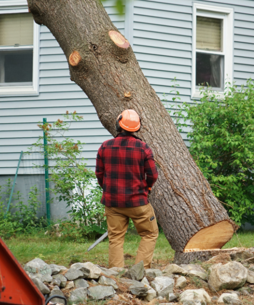 tree-removal2; tree removal; tree removal services in Middle Tennessee