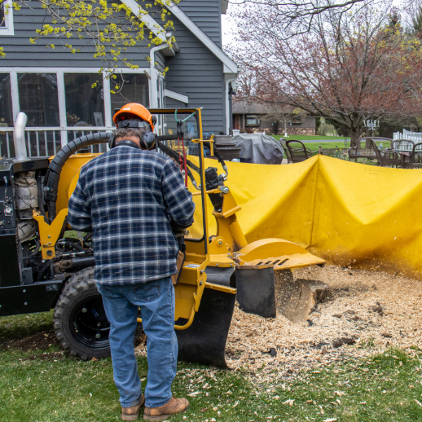 tree-stump-grinding; stump grinding; tree service in franklin, tree removal in franklin tennessee