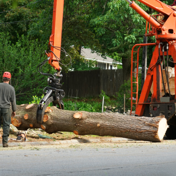 tree-trim; tree service in Nashville, Tennessee