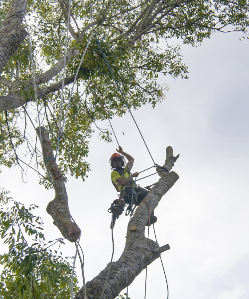 tree trimmers; tree trimming in middle tennessee