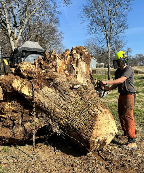 stump grinding and stump removal service in Middle Tennessee