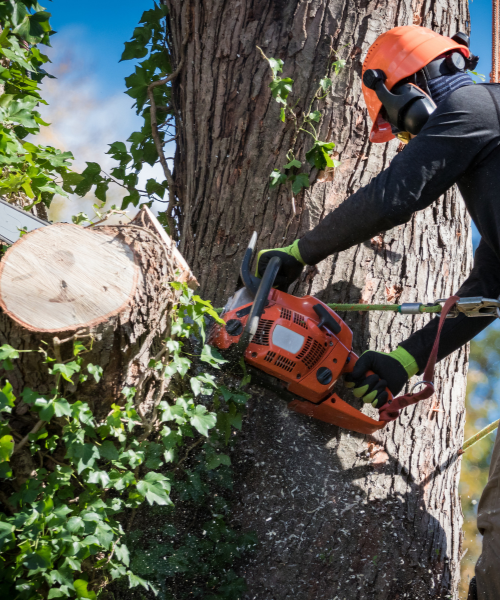 tree contractors in Nashville, Tennessee, removing tree branch; tree maintenance in Nashville, TN