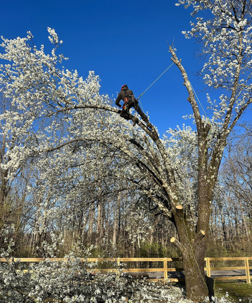 tree pruning in Thompson's Station, Tennessee; tree trimming in Thompson's Station; tree trimmers; tree trimming services