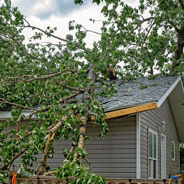 emergency tree removal for tree down on house