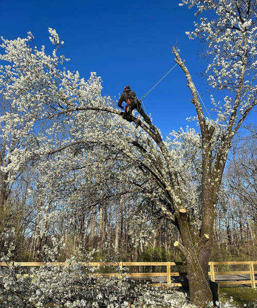 tree trimming and tree pruning in Brentwood, Tennessee; tree trimming in Brentwood