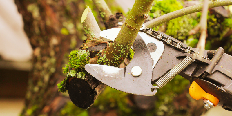 tree trimming services