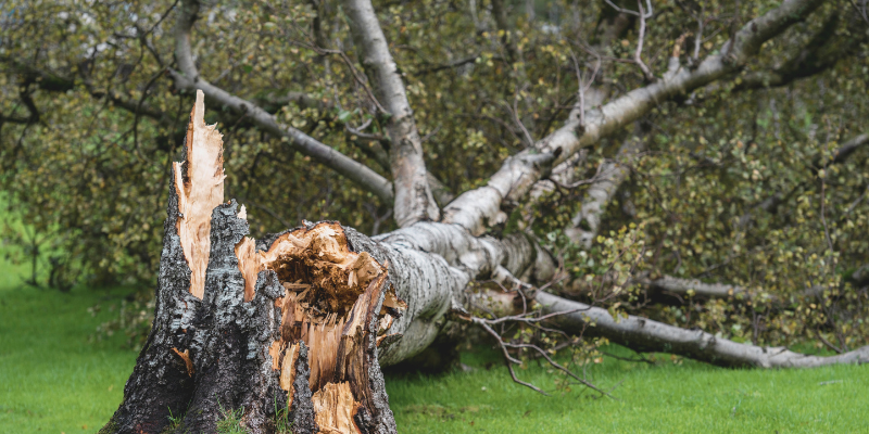 Tree Storm Damage? Here's What You Should Do